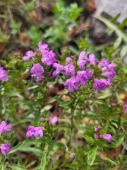 Satureja subspicata