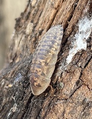 Blaberidae