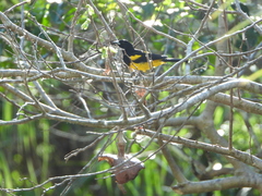 Icterus prosthemelas