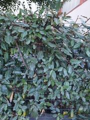 Elaeagnus