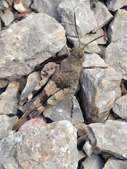 Oedipoda
