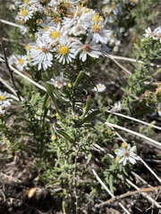 Symphyotrichum falcatum