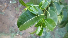 Cryptostegia
