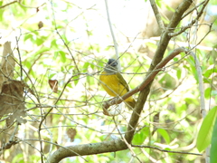 Eucometis penicillata