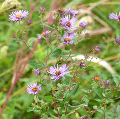 Symphyotrichum novae-angliae