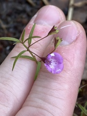 Agalinis tenuifolia
