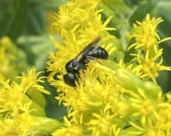 Ceratina