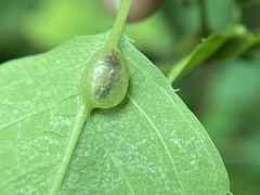 Neolasioptera impatientifolia