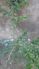 Cryptostegia