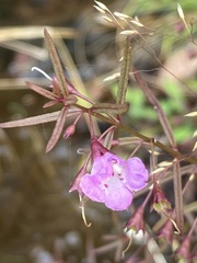 Agalinis tenuifolia