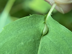 Neolasioptera impatientifolia