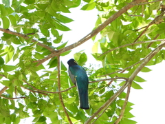 Trogon caligatus