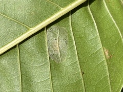 Phyllonorycter messaniella