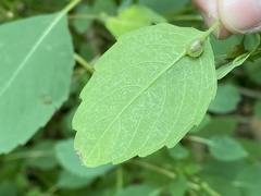 Neolasioptera impatientifolia