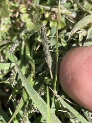 Sporobolus alopecuroides