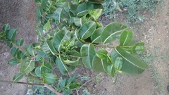 Cryptostegia