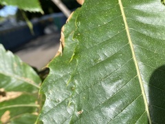 Phyllonorycter messaniella