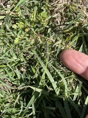 Sporobolus alopecuroides