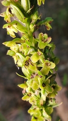 Platanthera flava flava