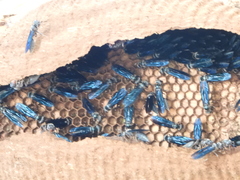Synoeca septentrionalis