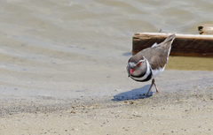 Charadrius tricollaris