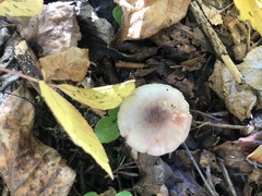 Russula fragilis