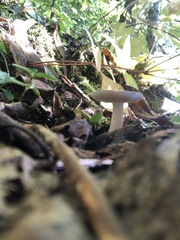 Russula fragilis