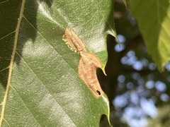 Phyllonorycter messaniella