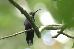 Campylopterus hemileucurus