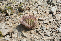 Ferocactus cylindraceus