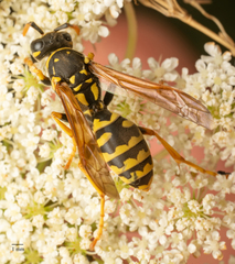 Polistes