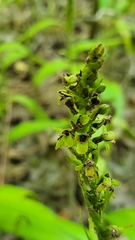 Platanthera flava flava