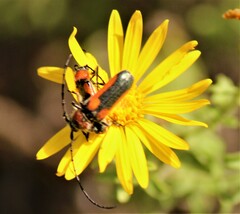 Crossidius coralinus