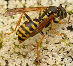 Polistes