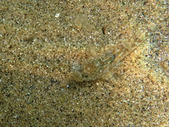 Pomatoschistus pictus