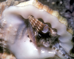 Pyrgocythara mighelsi