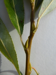 Salix × fragilis