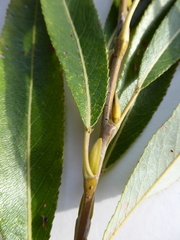 Salix × fragilis