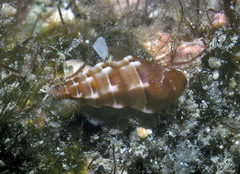 Pyrgocythara mighelsi