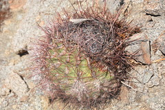 Ferocactus cylindraceus