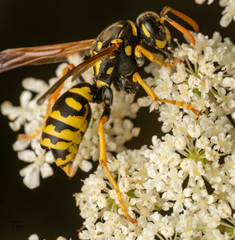 Polistes