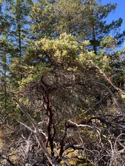 Arctostaphylos columbiana