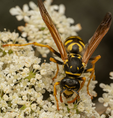 Polistes