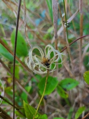 Clematis reticulata