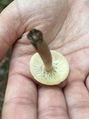 Lactarius quietus