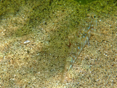 Pomatoschistus pictus