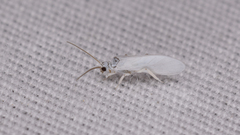 Coniopteryginae