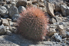 Ferocactus cylindraceus