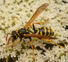 Polistes