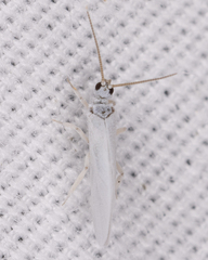 Coniopteryginae